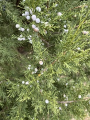 Juniperus virginiana