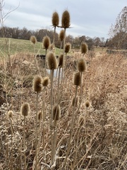 Dipsacus laciniatus