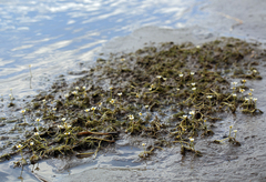 Ranunculus trichophyllus