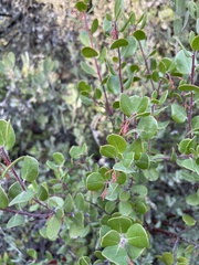 Arctostaphylos sensitiva
