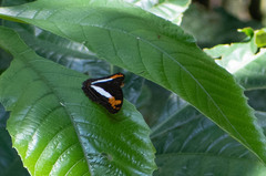 Adelpha capucinus