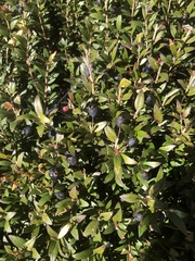 Myrtus communis