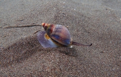 Buccinastrum deforme