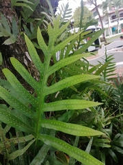 Microsorum scolopendria