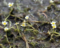Ranunculus trichophyllus