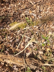 Elymus villosus