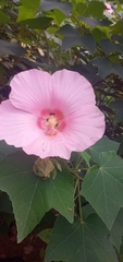 Hibiscus mutabilis