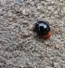 Coccinellidae