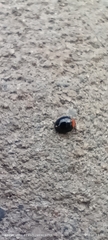 Coccinellidae