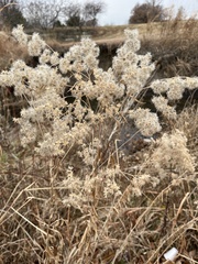 Eupatorium altissimum