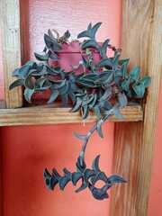 Tradescantia sillamontana