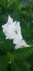 Ruellia tuberosa