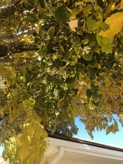 Phoradendron macrophyllum