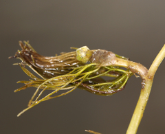 Ranunculus trichophyllus
