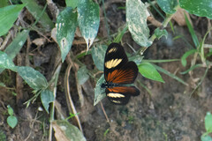 Castilia perilla