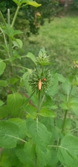 Leonotis nepetifolia