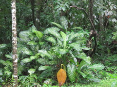 Dieffenbachia seguine