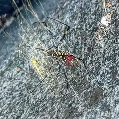 Trichonephila clavata