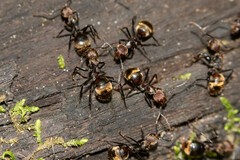 Dolichoderus quadridenticulatus