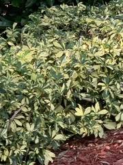 Heptapleurum arboricola