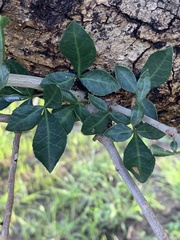 Commiphora neglecta