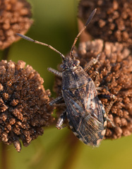 Stictopleurus