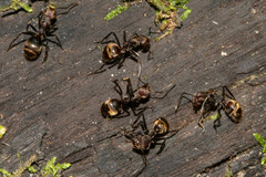 Dolichoderus quadridenticulatus