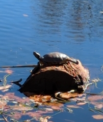 Deirochelyinae