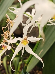 Oncidium cirrhosum