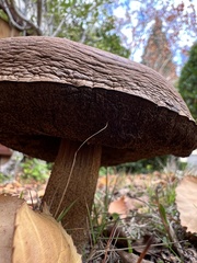 Leccinum scabrum