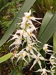Oncidium cirrhosum