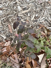 Magnoliopsida