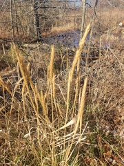 Elymus virginicus