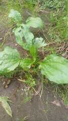 Plantago