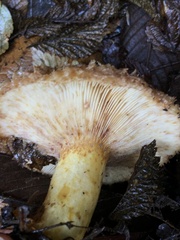 Lactarius pubescens
