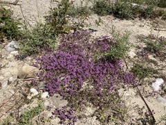 Thymus praecox