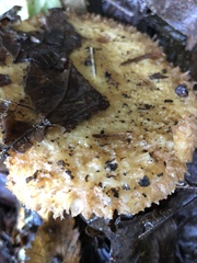 Lactarius pubescens