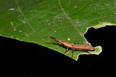 Brentidae
