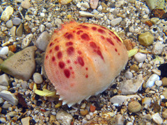 Calappa granulata