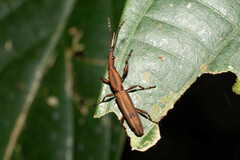Brentidae