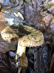 Lactarius pubescens
