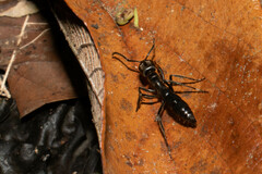 Pachycondyla crassinoda