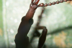 Brentidae