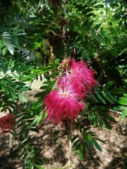 Calliandra surinamensis