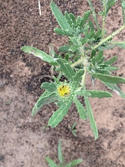 Hirpicium bechuanense