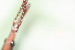Brentidae