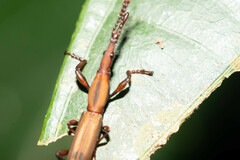 Brentidae