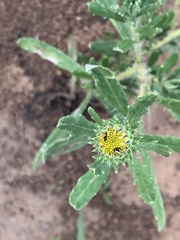 Hirpicium bechuanense