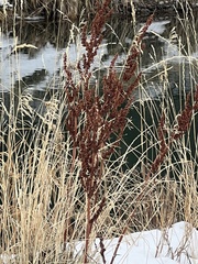 Rumex crispus