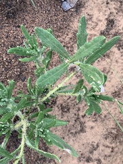 Hirpicium bechuanense